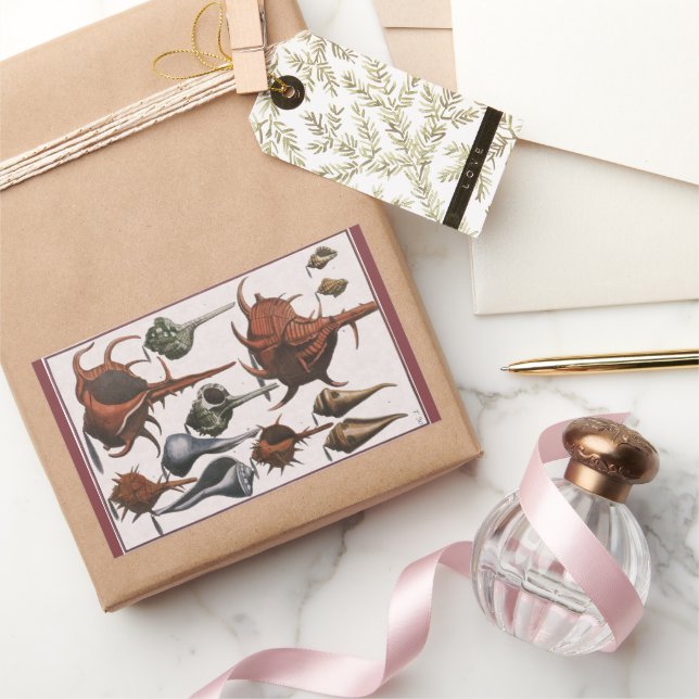 Sticker Rectangulaire Coquillages, Coquillages de mer vintage, Vie marin (Cadeaux)