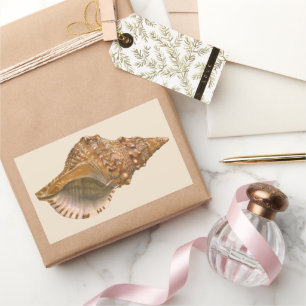 Sticker Rectangulaire Coquille de Triton, coquillage marin vintage d'océ