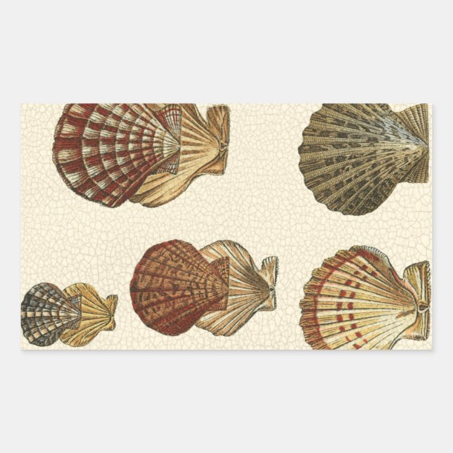Sticker Rectangulaire Coquilles antiques craquelées (Devant)