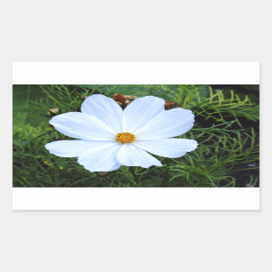 Sticker Rectangulaire Cosmos blancs