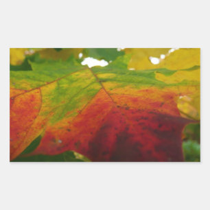 Sticker Rectangulaire Couleurs de la feuille d'érable Photographie de la