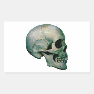 Sticker Rectangulaire Crâne du profil
