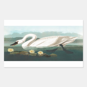 Sticker Rectangulaire cygne audubon cygnes d'eau blanche