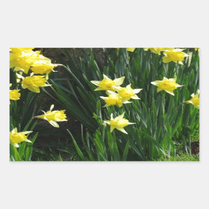 Sticker Rectangulaire Daffodiques de printemps