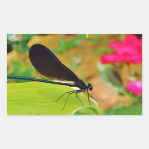 Sticker Rectangulaire Damselfly et Rose