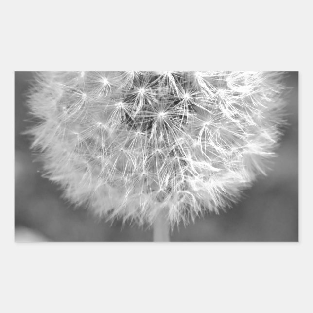 Sticker Rectangulaire Dandelion est parti à semence (Devant)