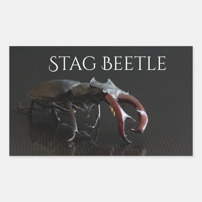 Sticker Rectangulaire Dendroctone du pin (Devant)