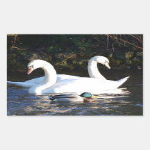 Deux Cygnes Et Un Canard