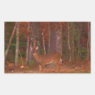 Sticker Rectangulaire Doe a Deer in Lake Arrowhead