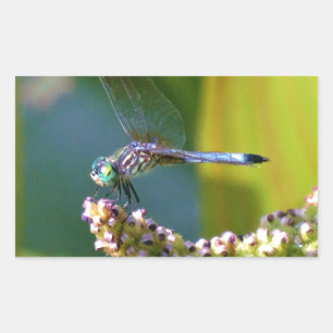 Sticker Rectangulaire Dragonfly aux yeux turquoises