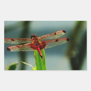 Sticker Rectangulaire Dragonfly rouge et noire tachetée