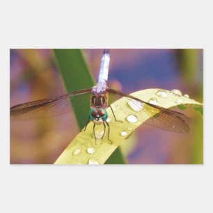 Sticker Rectangulaire Dragonfly sur la feuille de pluie