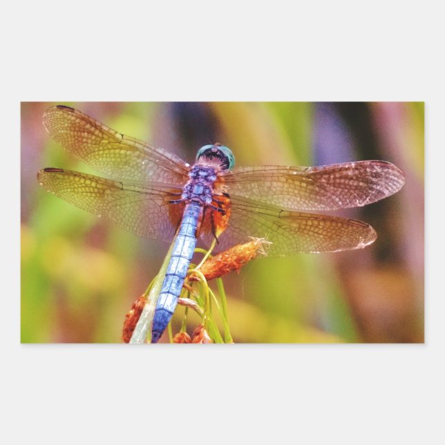 Sticker Rectangulaire Dragonfly turquoise sur le carex (Devant)