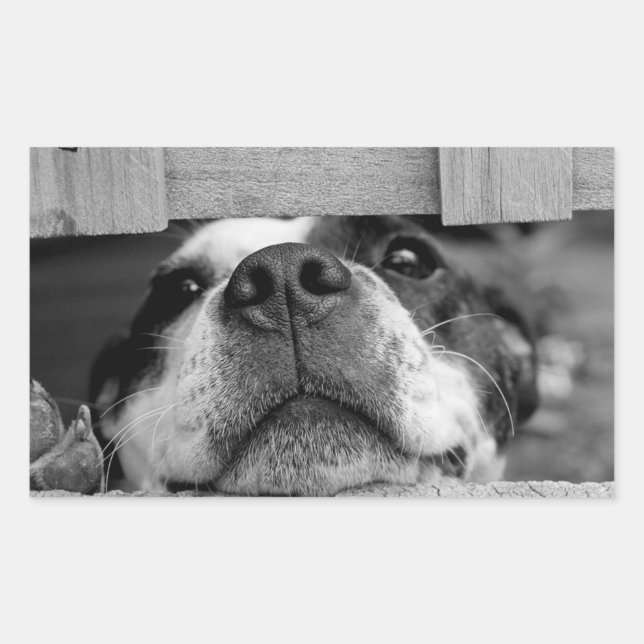 Sticker Rectangulaire Drôle chien collant maintenant sous la clôture, Pe (Devant)