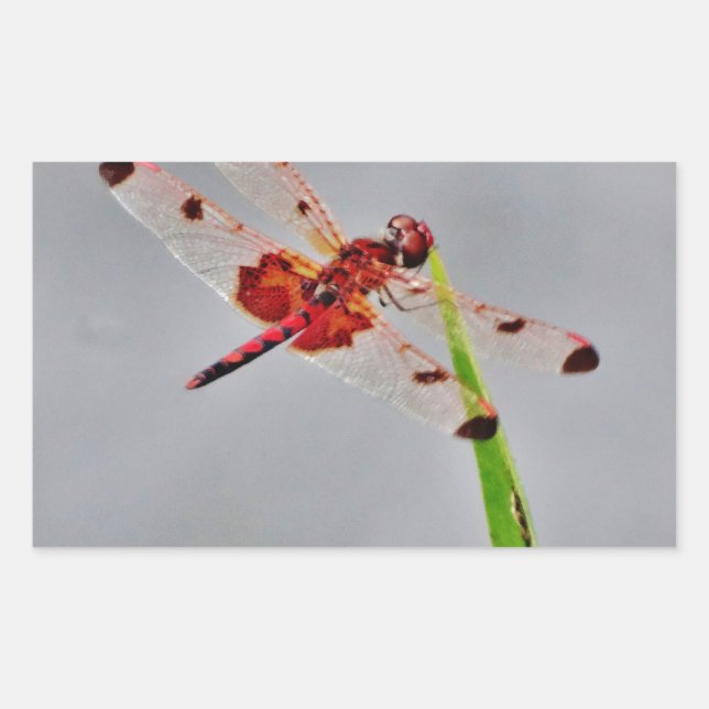 STICKER RECTANGULAIRE DSC00029.JPG (Devant)