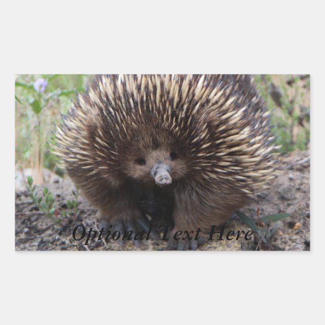 Sticker Rectangulaire Echidna ou Spiny Anteater Australie (Devant)