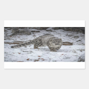 Sticker Rectangulaire Égrappage de CUB de léopard de neige