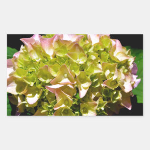 Sticker Rectangulaire Elégantes hydrangées florales vertes et douces