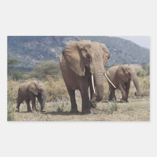 Sticker Rectangulaire Éléphante marchant avec un éléphanteau