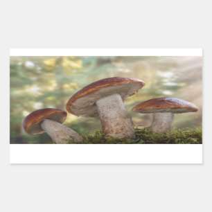 Sticker Rectangulaire États-Unis, Washington, Seabeck. Leccinum Insigne