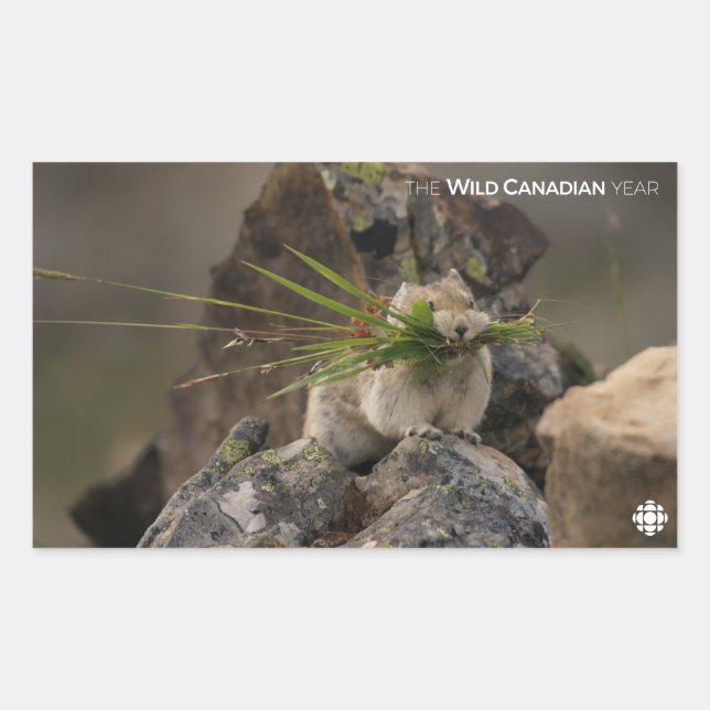 Sticker Rectangulaire Été - American Pica (Devant)