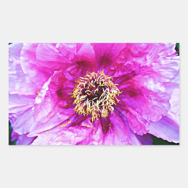 Sticker Rectangulaire Explosion rose (Devant)
