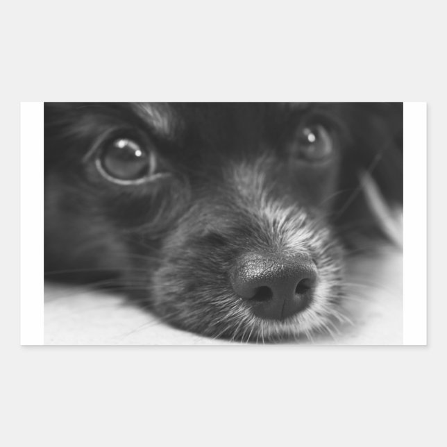 Sticker Rectangulaire face papillon (Devant)