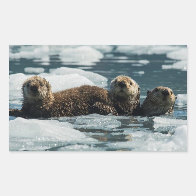 Sticker Rectangulaire Famille de loutres de mer (Devant)