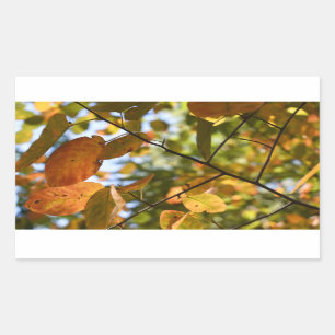 Sticker Rectangulaire Feuilles automnales Feuilles d'automne Feuilles Sk