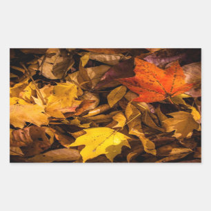 Sticker Rectangulaire Feuilles d'automne éclatantes
