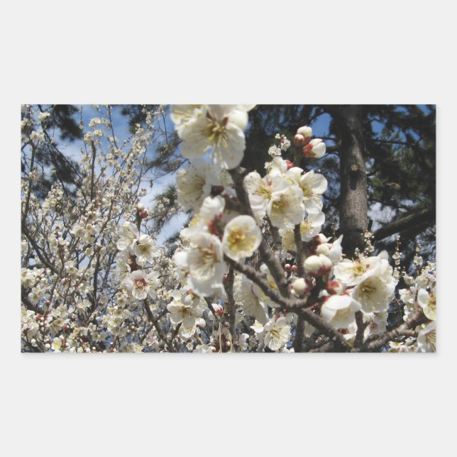 Sticker Rectangulaire Fleur de cerisier blanc / Sakura / ク(桜) (Devant)