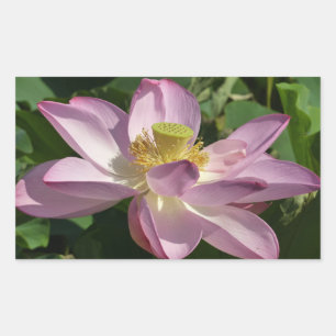Sticker Rectangulaire Fleur de lotus rose II Floral d'été
