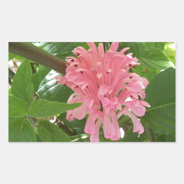 Sticker Rectangulaire Fleur de plume brésilienne (Devant)