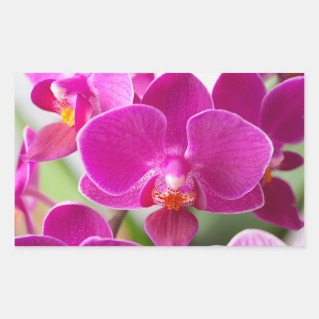 Sticker Rectangulaire Fleur d'orchidées roses - Modèle d'orchidées flora (Devant)