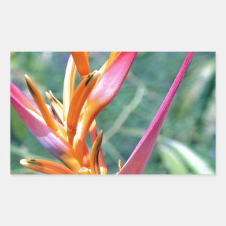 Sticker Rectangulaire Fleur Heliconia améliorée