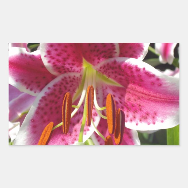Sticker Rectangulaire Fleur rose rose rose rose fleur rose fleur tropica (Devant)