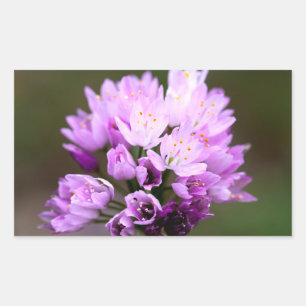 Sticker Rectangulaire Fleur sauvage