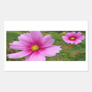 Sticker Rectangulaire Fleur sauvage de fleurs Cosmos roses