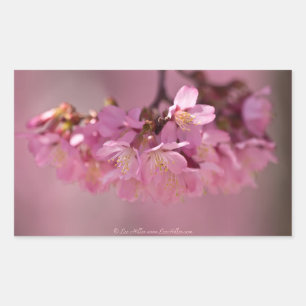 Sticker Rectangulaire Fleurs de cerisier Source thermale  Vêtements & Ca
