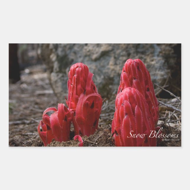 Sticker Rectangulaire Fleurs de neige (Devant)