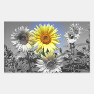 Sticker Rectangulaire Fleurs de soleil noires et blanches avec un jaune