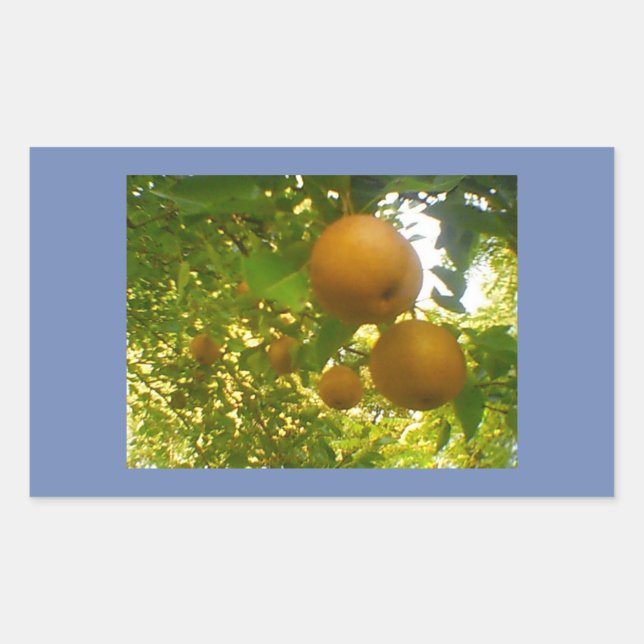 Sticker Rectangulaire Floraison du poirier (Devant)