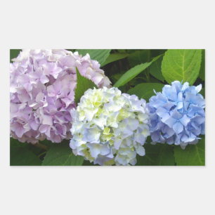 Sticker Rectangulaire Floral bleu violet fleuri rose rose Hydrangeas