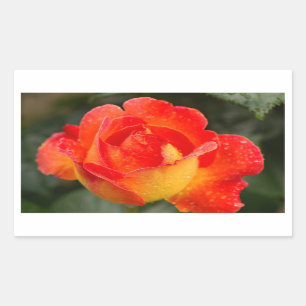 Sticker Rectangulaire Floral Rose orange