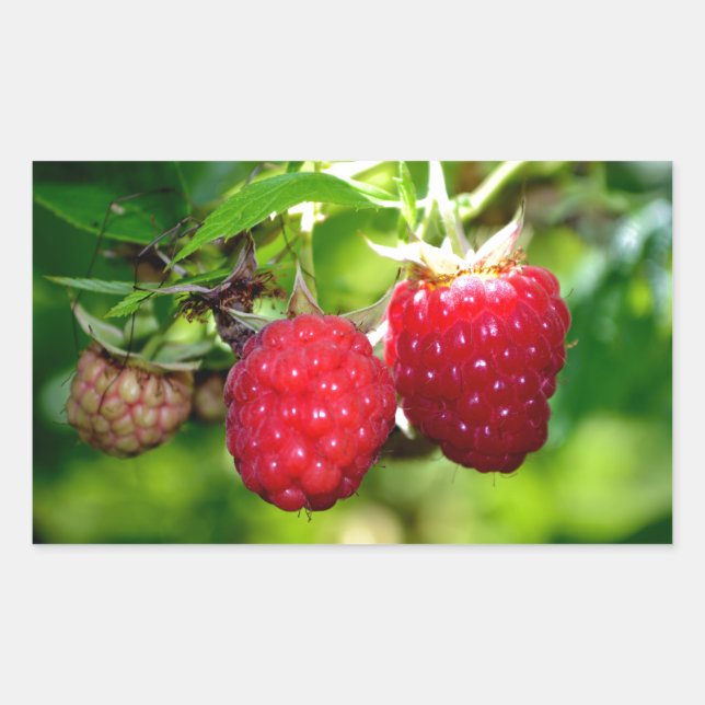 Sticker Rectangulaire Framboises, baies rouges, fruits rouges (Devant)