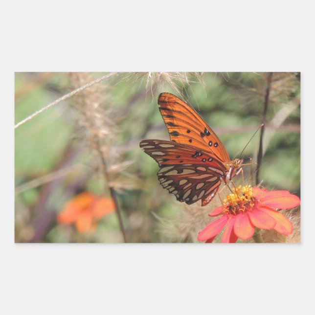 Sticker Rectangulaire Fritillaire du Golfe sur Zinnia (Devant)