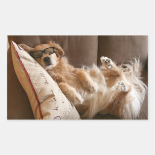Sticker Rectangulaire Golden Retriever endormi sur Coussin