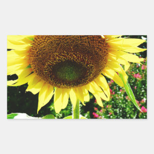Sticker Rectangulaire Grand tournesol jaune