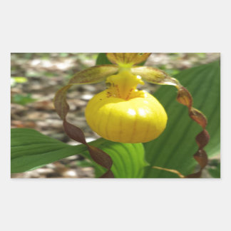 Sticker Rectangulaire Grande Chaussure-Dame Jaune Cypripedium