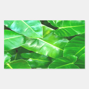 Sticker Rectangulaire Green feuille Palm Leaf feuillage tropical jungle